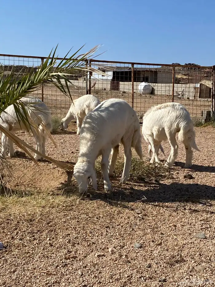 للبيع بهم العدد 14 نضيفه وسليمه 9 طليان و 4 رخال سمينه وشحم 4