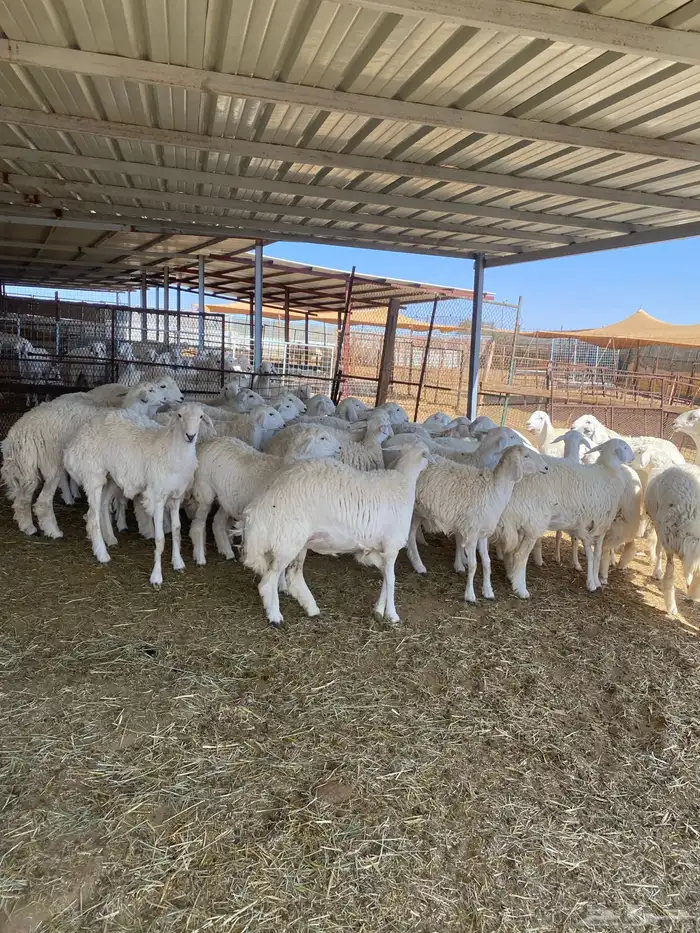 ( رخال جذعات دفيع مشروطة ) 12