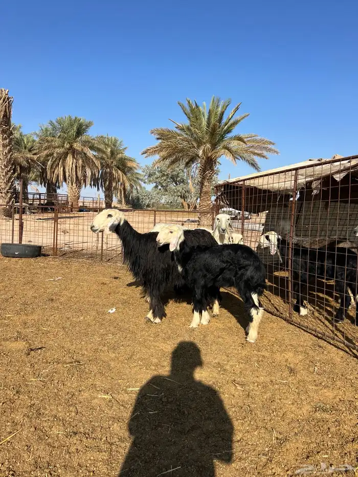 نجد مواليد 2