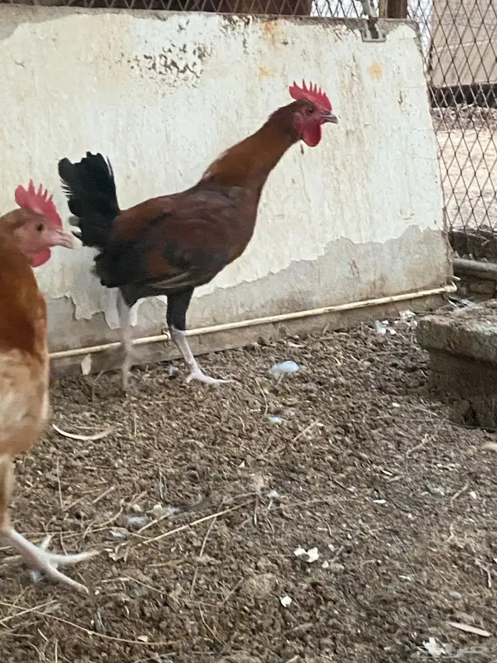 ديوك هجين وبلدي وفيومي 2