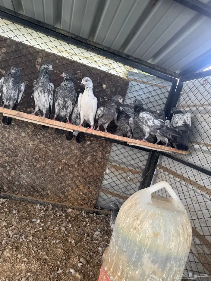 حمام بكستاني(تم البيع ) 5