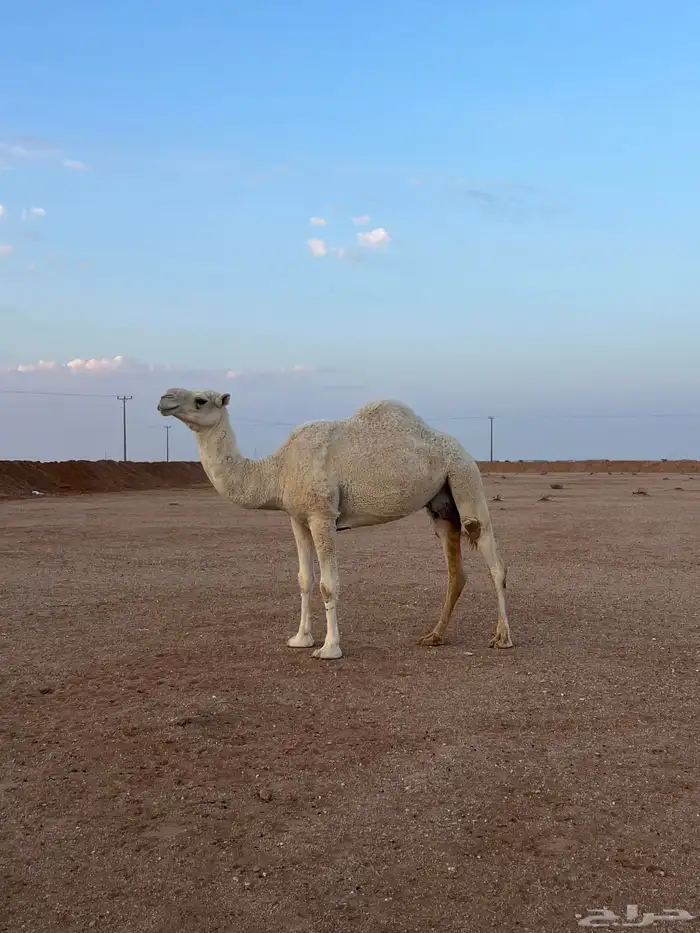 ناقه خفوت وضحا 1