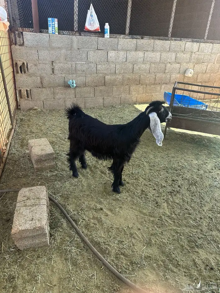 عناق عارضي 0