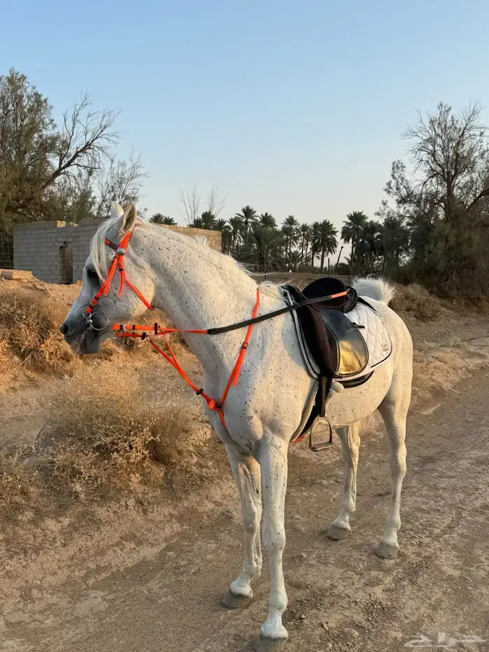 حصان واهو شيخ 0