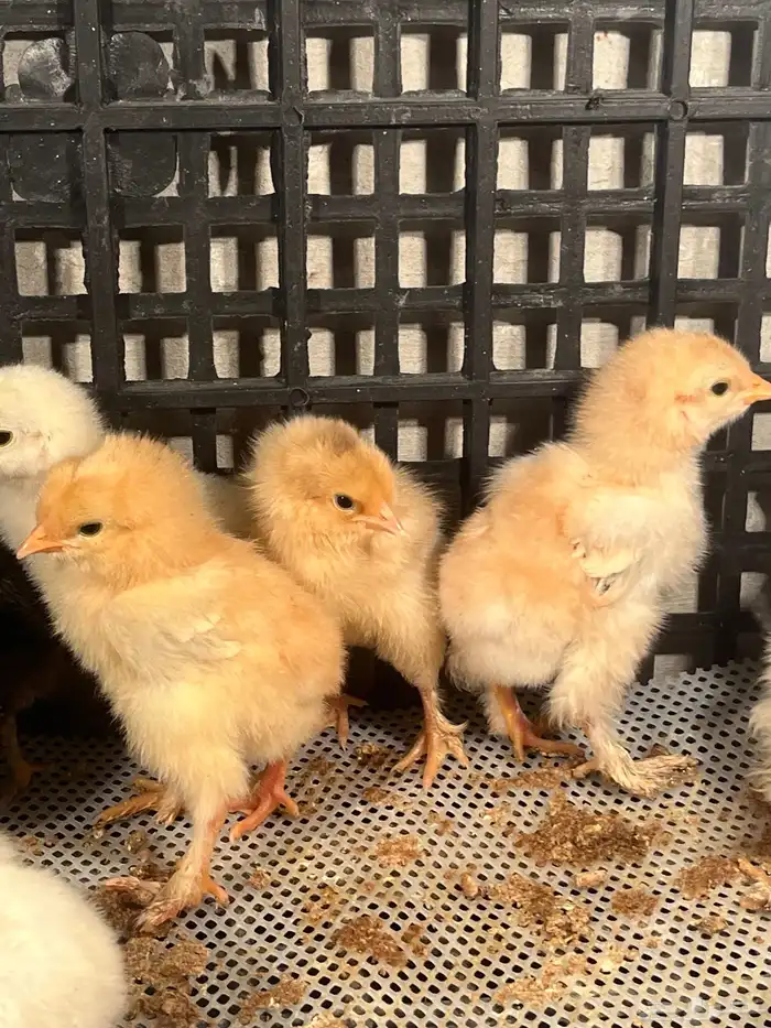 صيصان براهما كونك 1