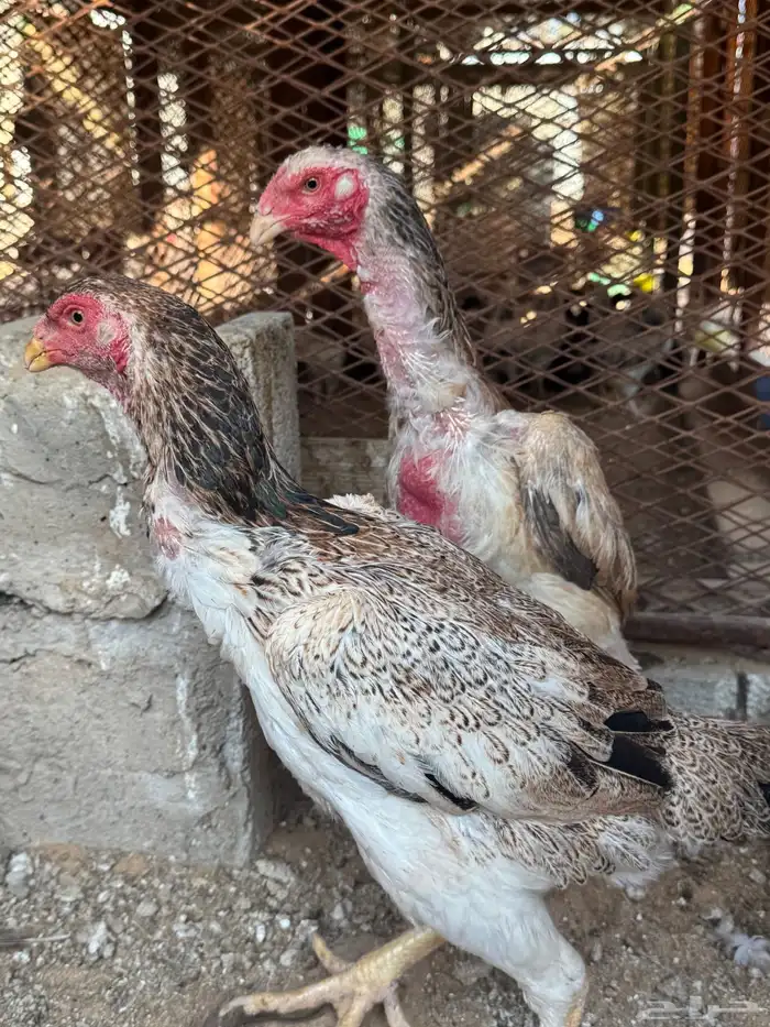 طقمين شامو ياباني 2