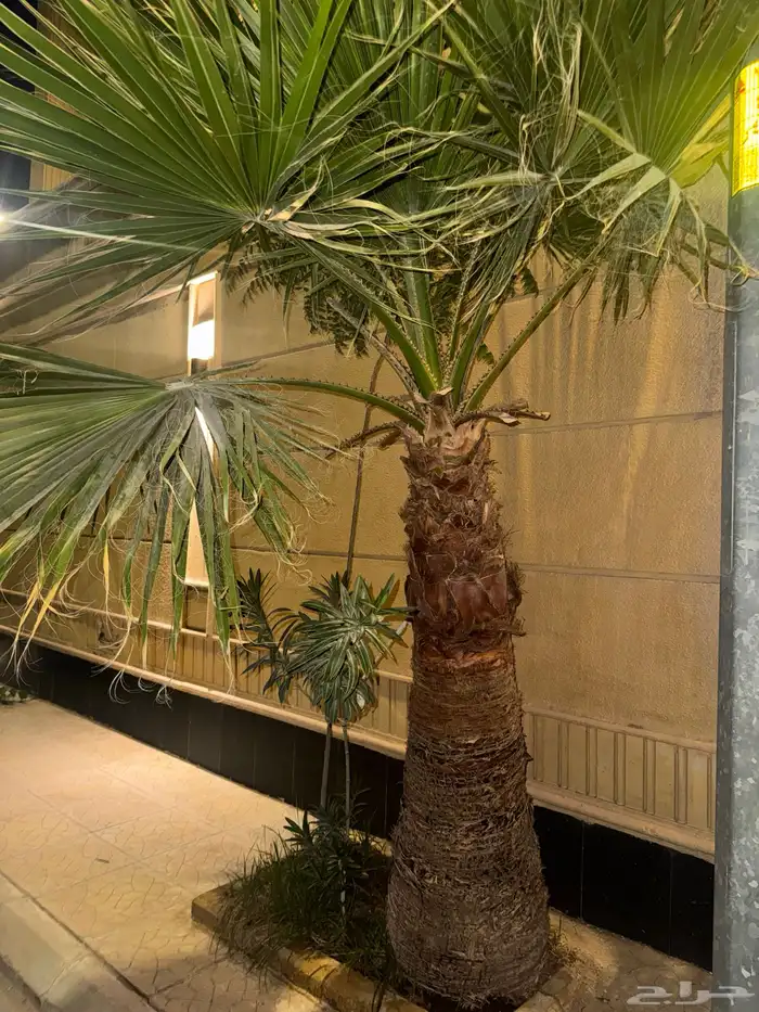 نخل واشنطني نخلات 6 3