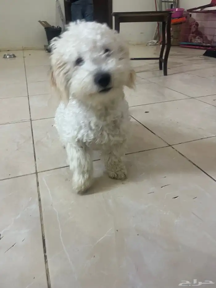 كلاب مالتيز 0