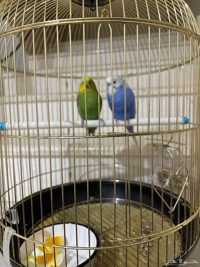 جوز بادجي للبيع 0