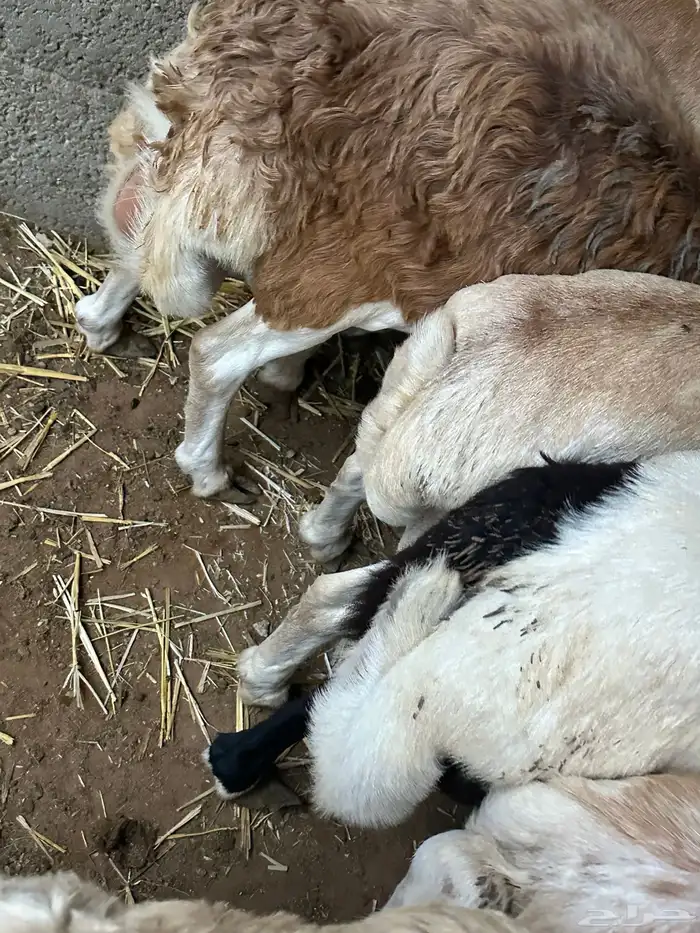 سواكن مرابي عمر 4 شهور 84