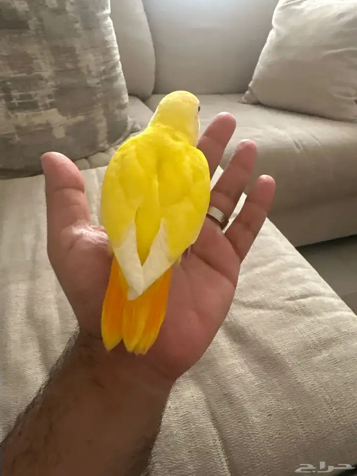 روز اللبينو عيون حمراء - نهاية غر وبداية طيران - 1