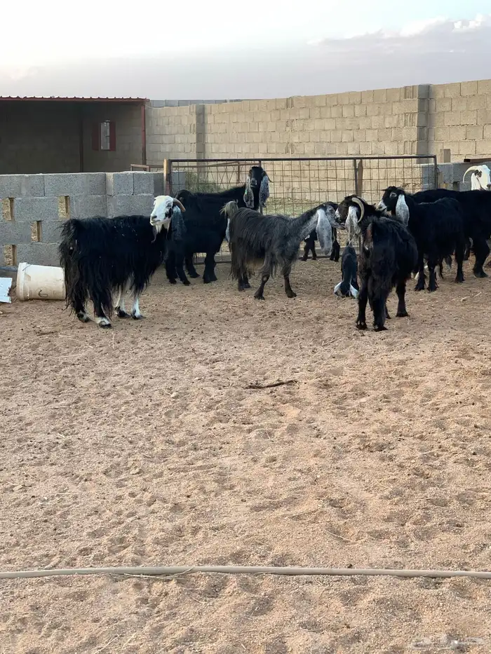 معزاء ولد عدد 10 معها 17 1