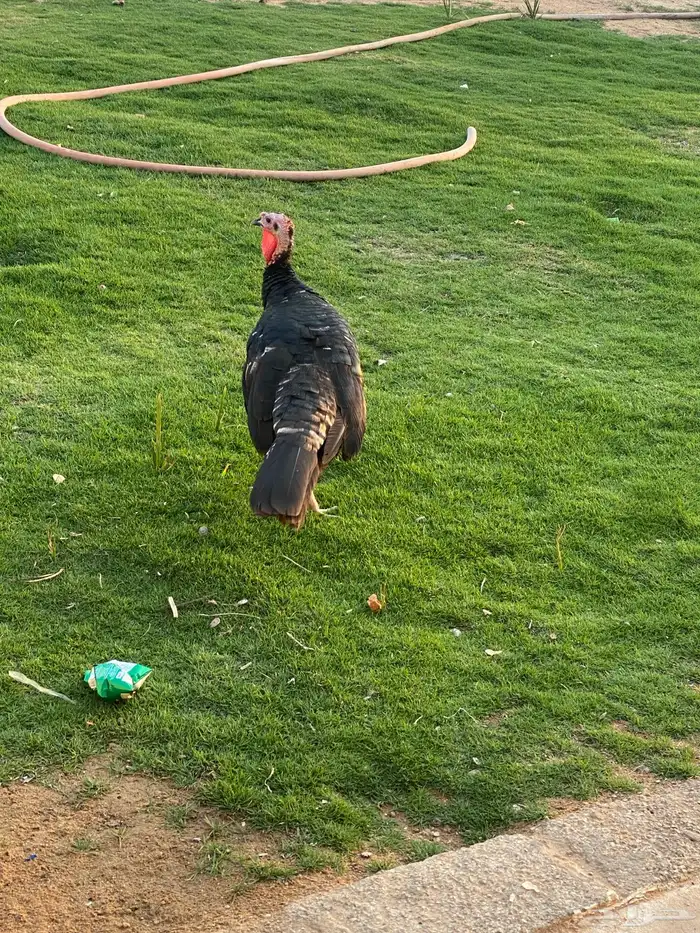 دجاج رومي صنف بياض 2