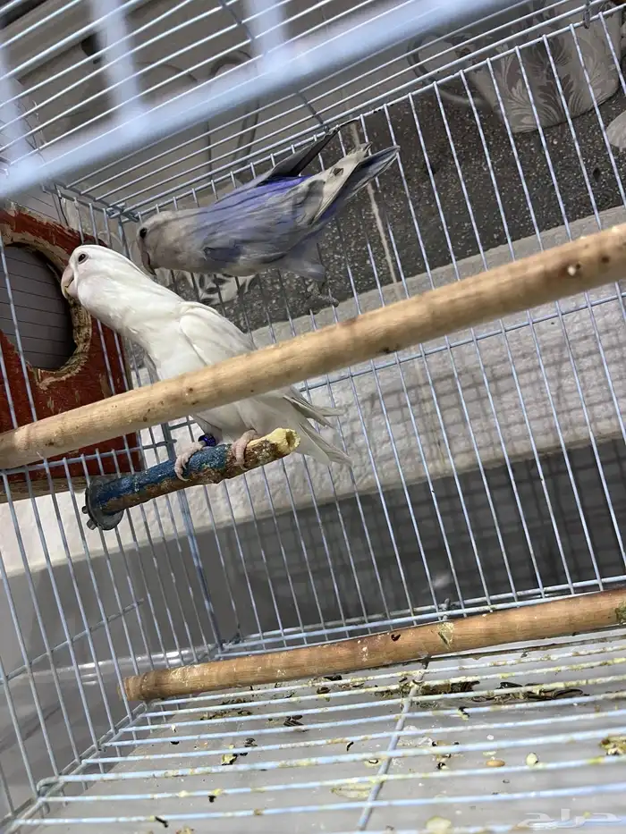 زوج روز سبق لهم الانتاج 1