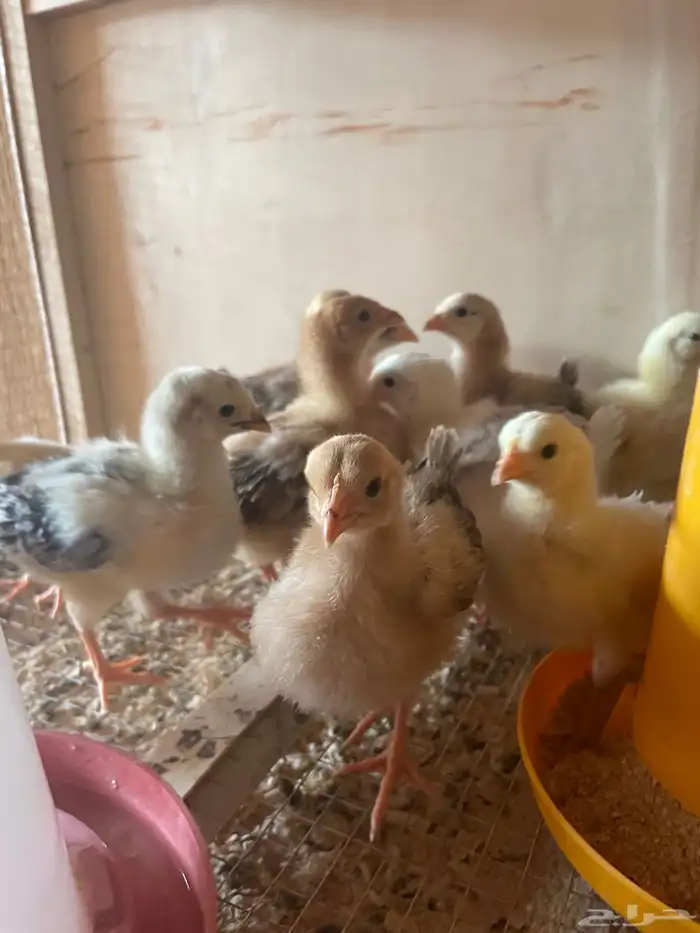 فروخ دجاج بلدي وفيومي 9