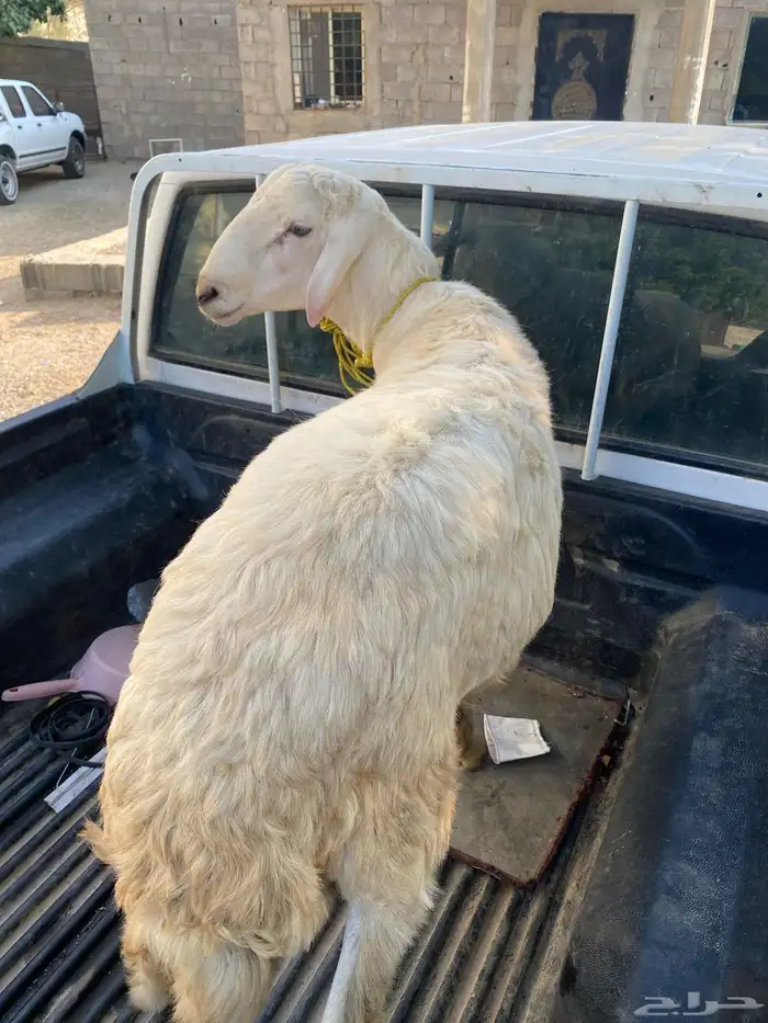 للبيع خروف فحل او ذبيحه 1