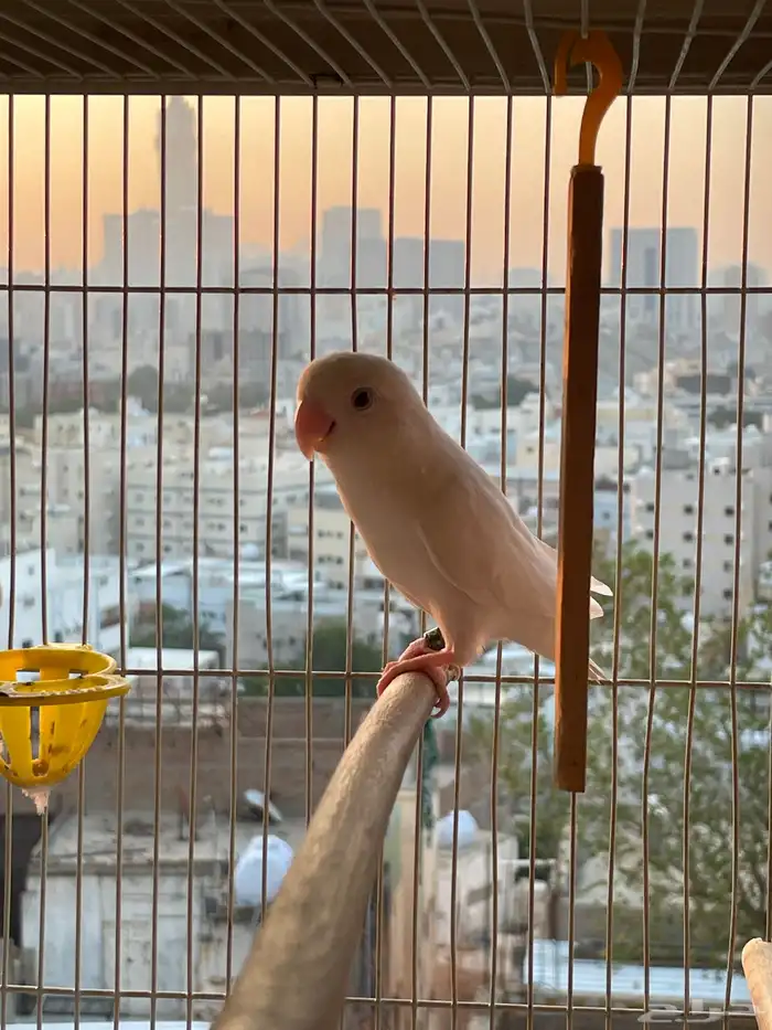 ذكر البينو شرط 0