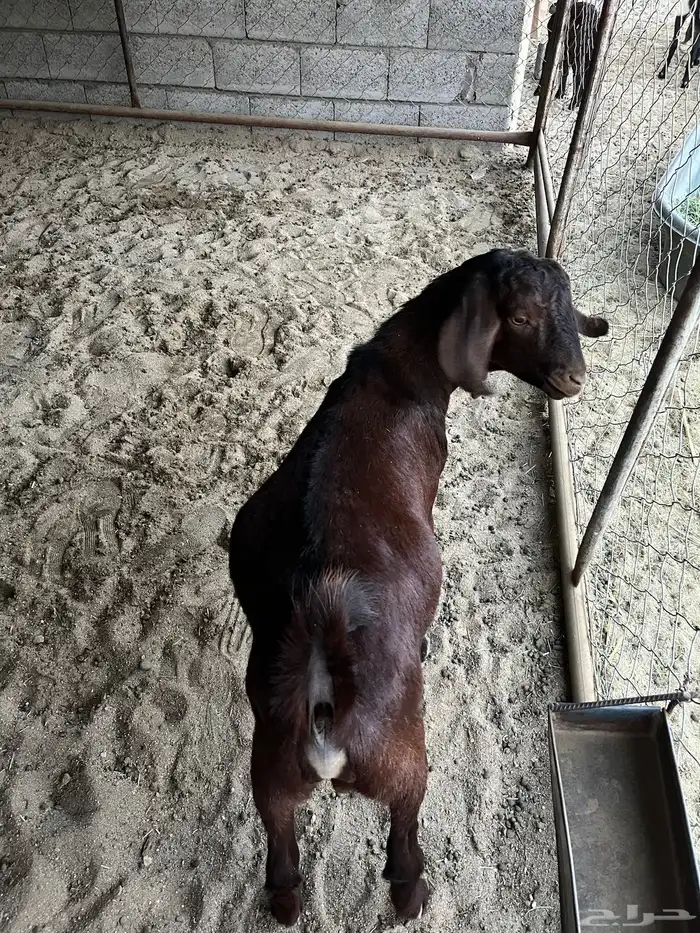 تيس كفو جذع 2