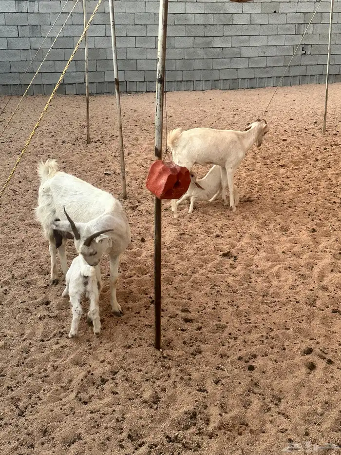 معزا خلفات 0