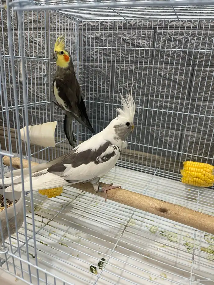 السلام عليكم 7