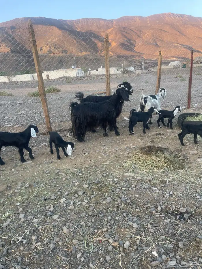 ( تم. البيع )معزاء متاويم للبيع 0