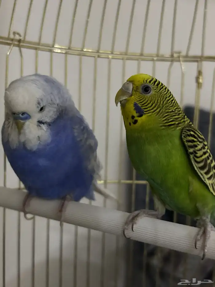 جوز بادجي للبيع 3