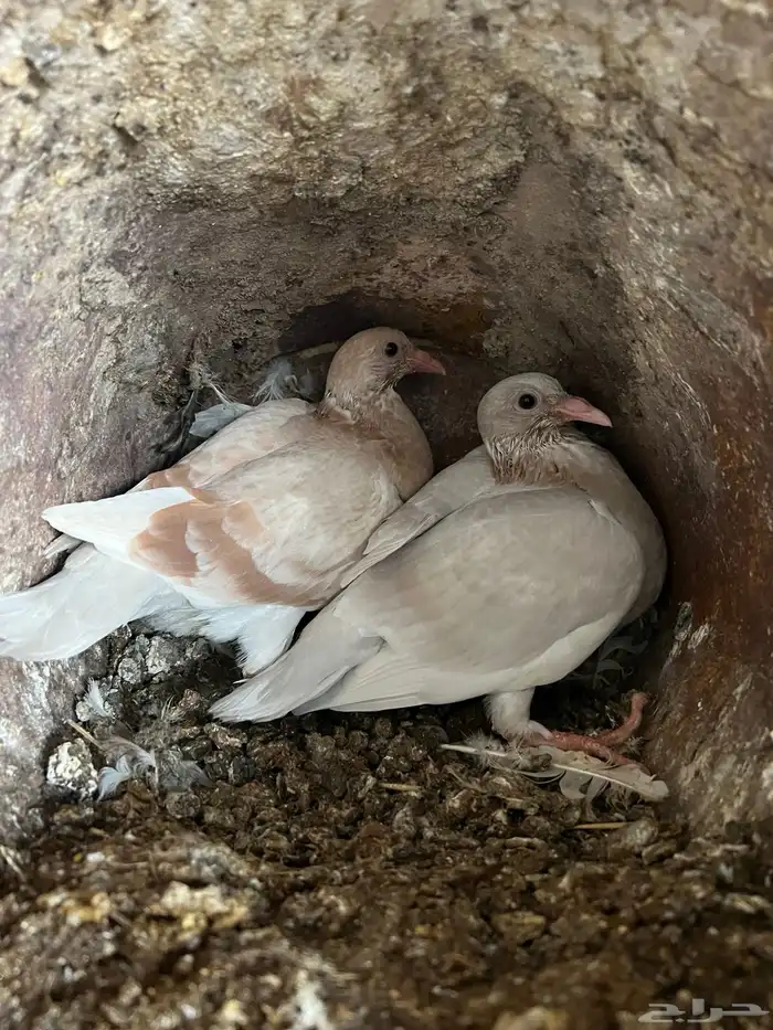 زغاليل حمام 6