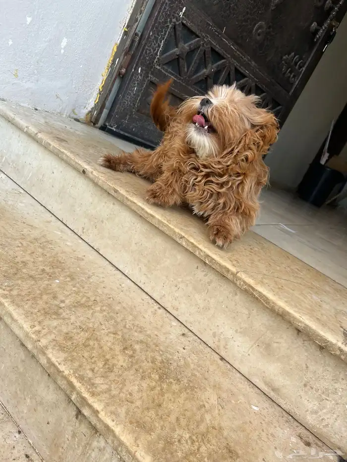 كلاب مالتيز 4