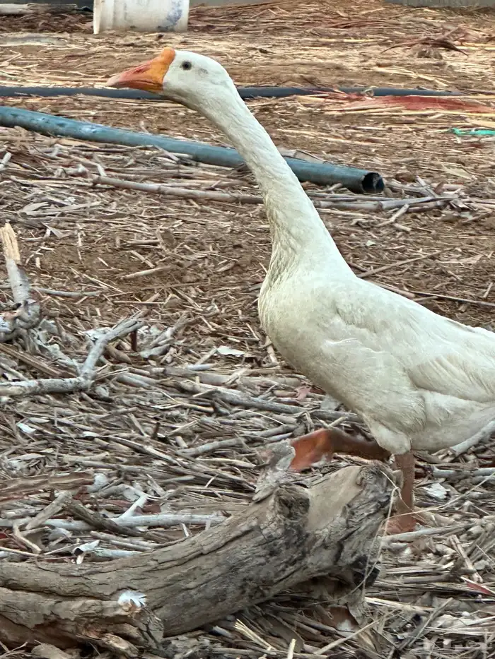 للبيع ذكر بلغاري وانثى عراقي 1