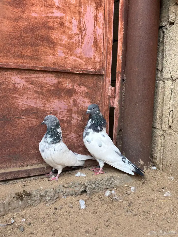 للبيع حمام باكستاني تيدي 1