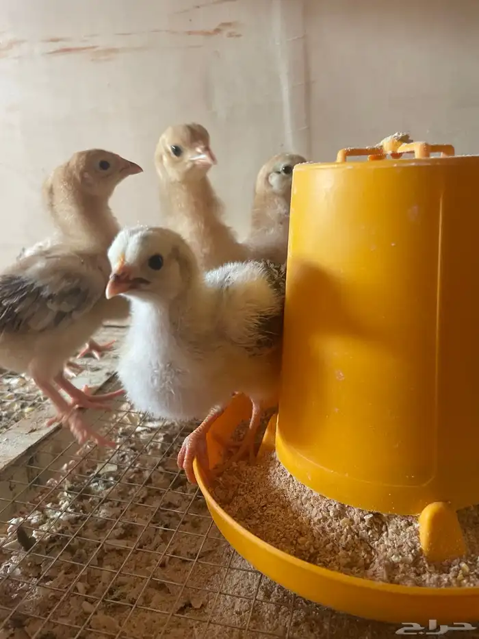 فروخ دجاج بلدي وفيومي 10