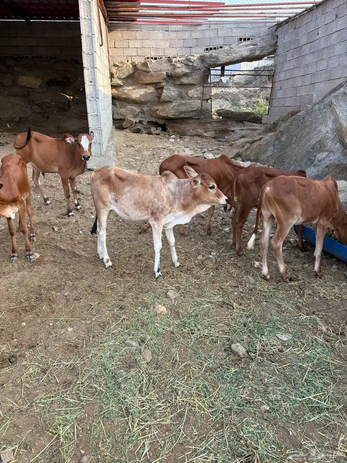 حسلان بلدي 0