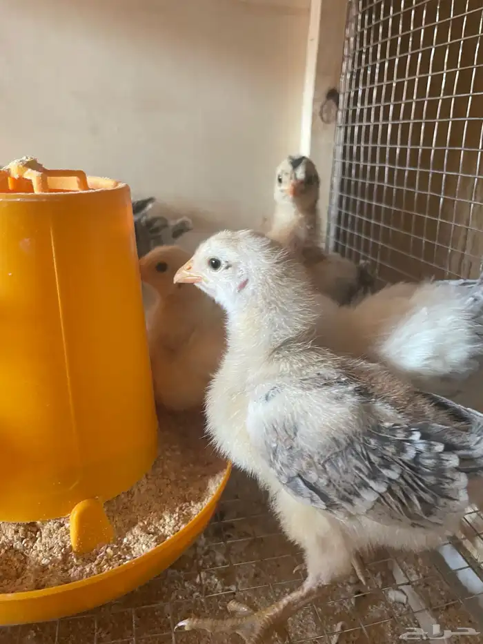 فروخ دجاج بلدي وفيومي 12