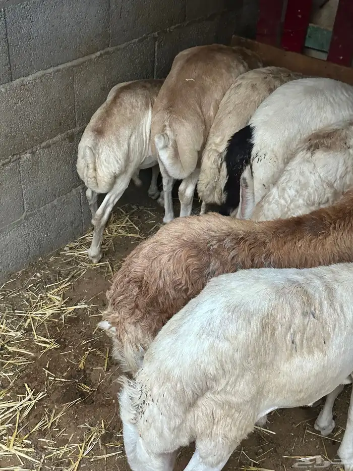 سواكن مرابي حمري 76