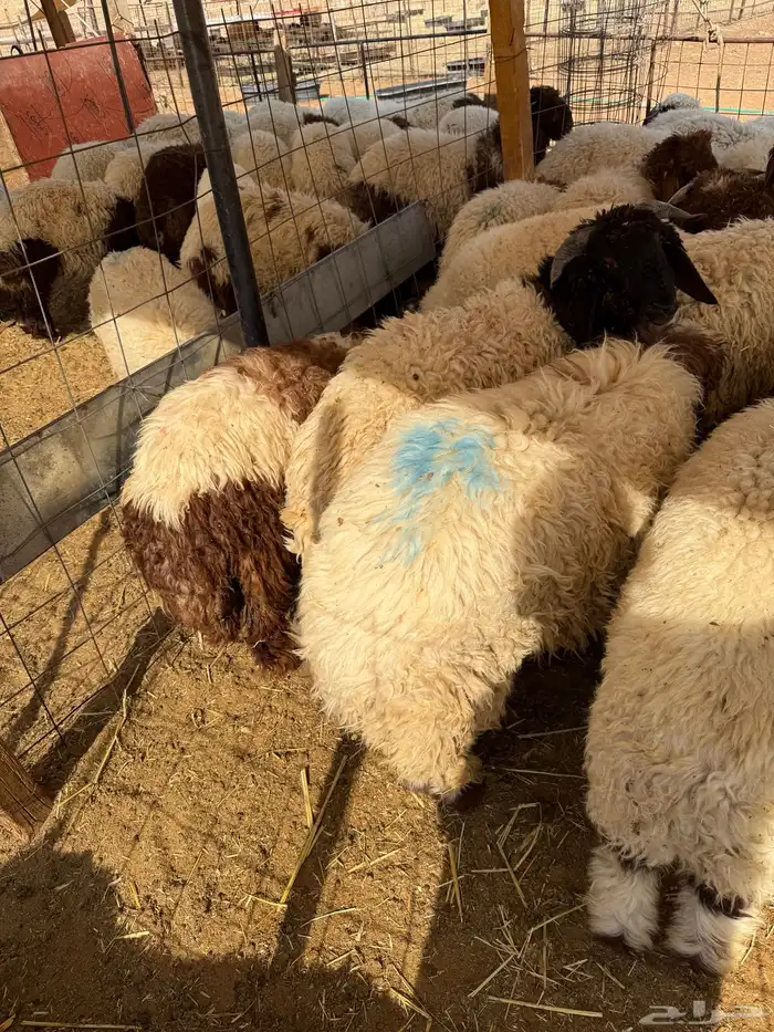 نعيم جبر بلدي للمناسبات تقييم 110 ومتوفر تمارا 1