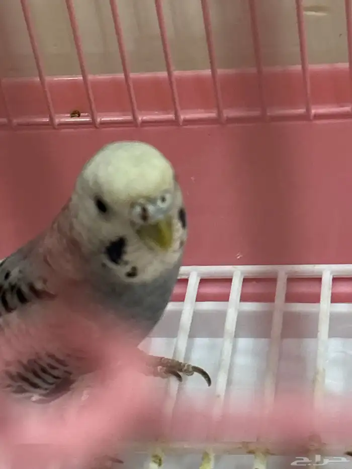 للبيع عصفور بادجي 2