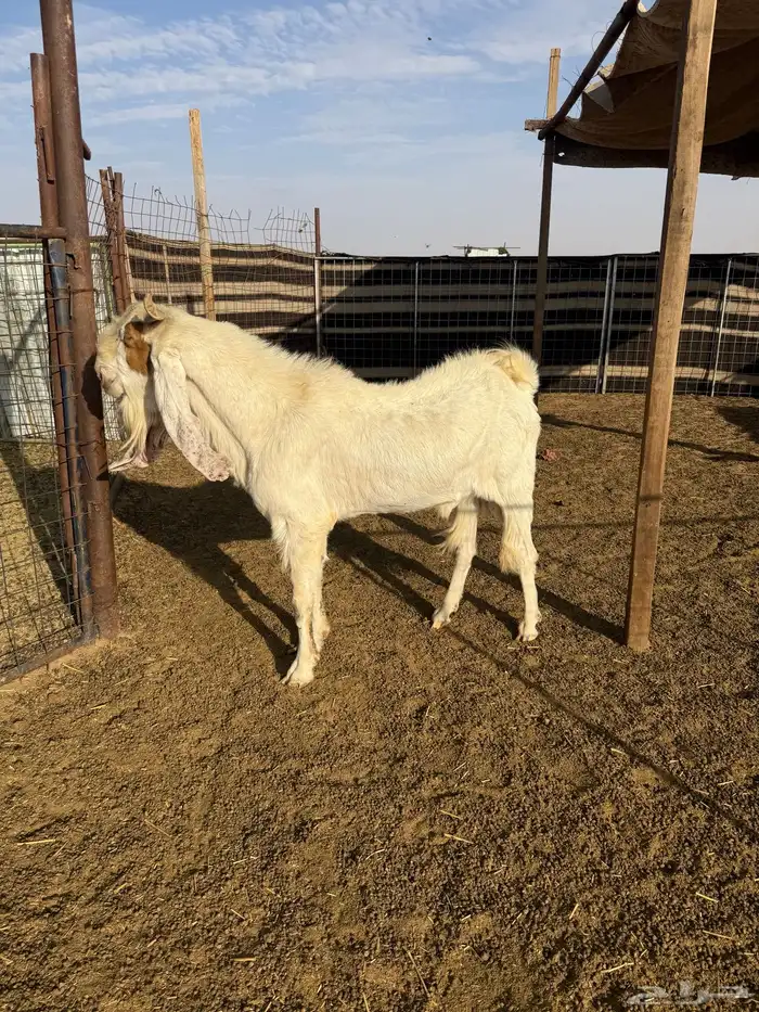 للبيع تيس هولندي 1