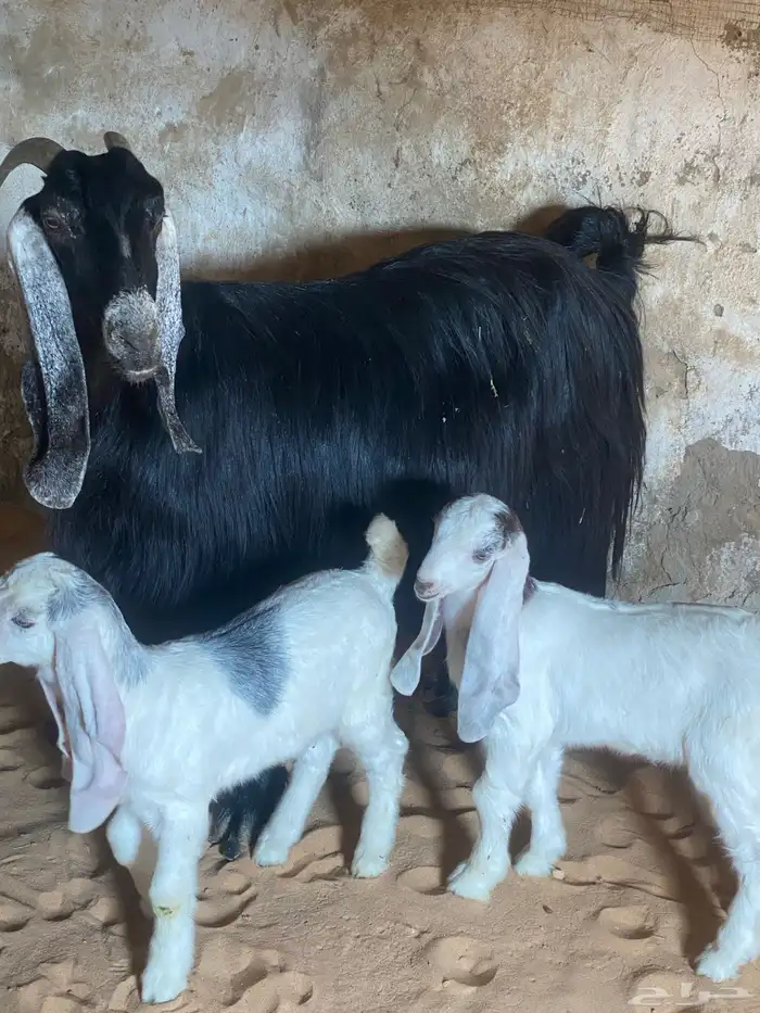 عنز عارضيه. مقنوي. معه تيس وجفره 0