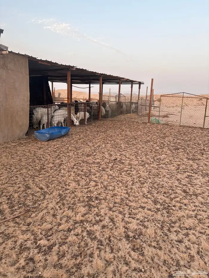 عزبه شمال سوق الغنم بالاحساء 12