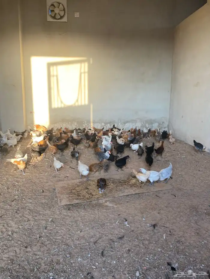 صوص بلدي العمر شهرين معها كم حبه تركي 3