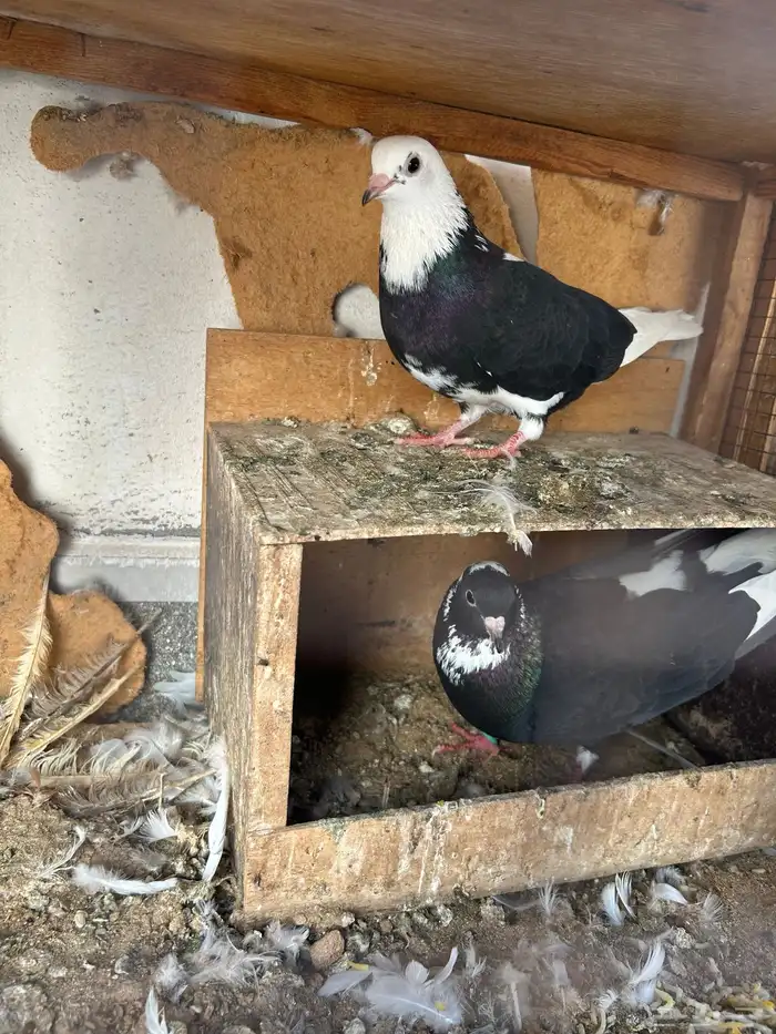 حمام غامدي قلابي 6