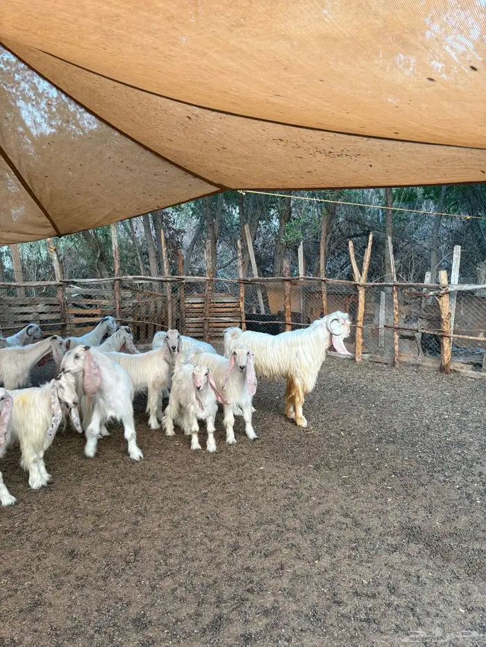 معزا عوارض بيض صنف 8