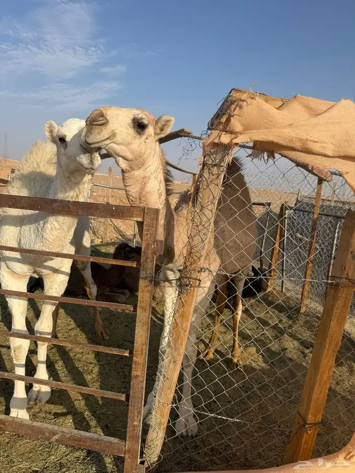 للبيع عشرا شقحاء معها بكره(تم البيع) 3