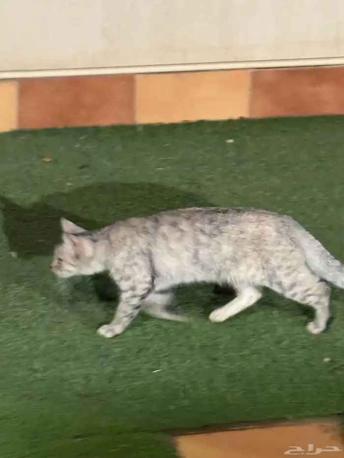 قطه اليفه جدا  للتبني 2