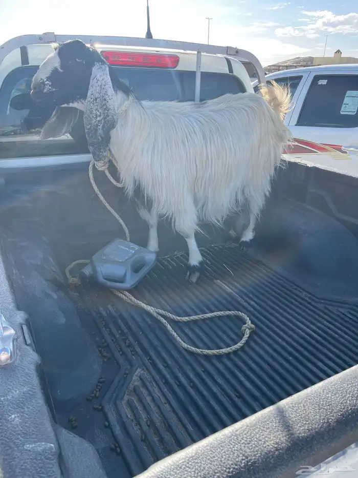 عنز حايل سديس تو طالع جمعها ديد سليم 0