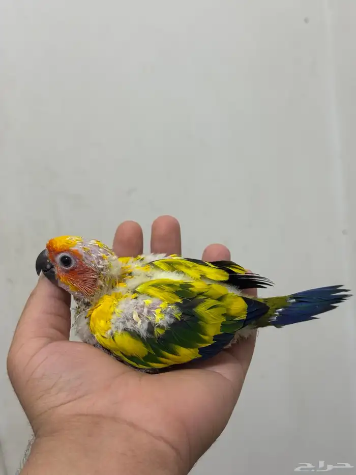 فرخ صن كنيور غر صبغة قوية انتاج محلي 0