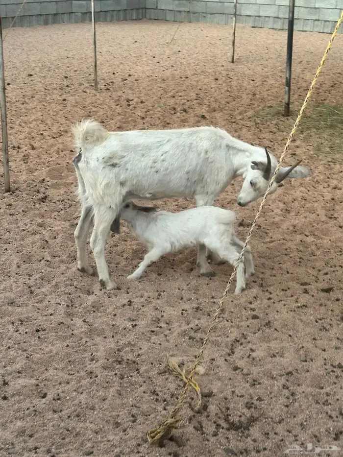 معزا خلفات 2