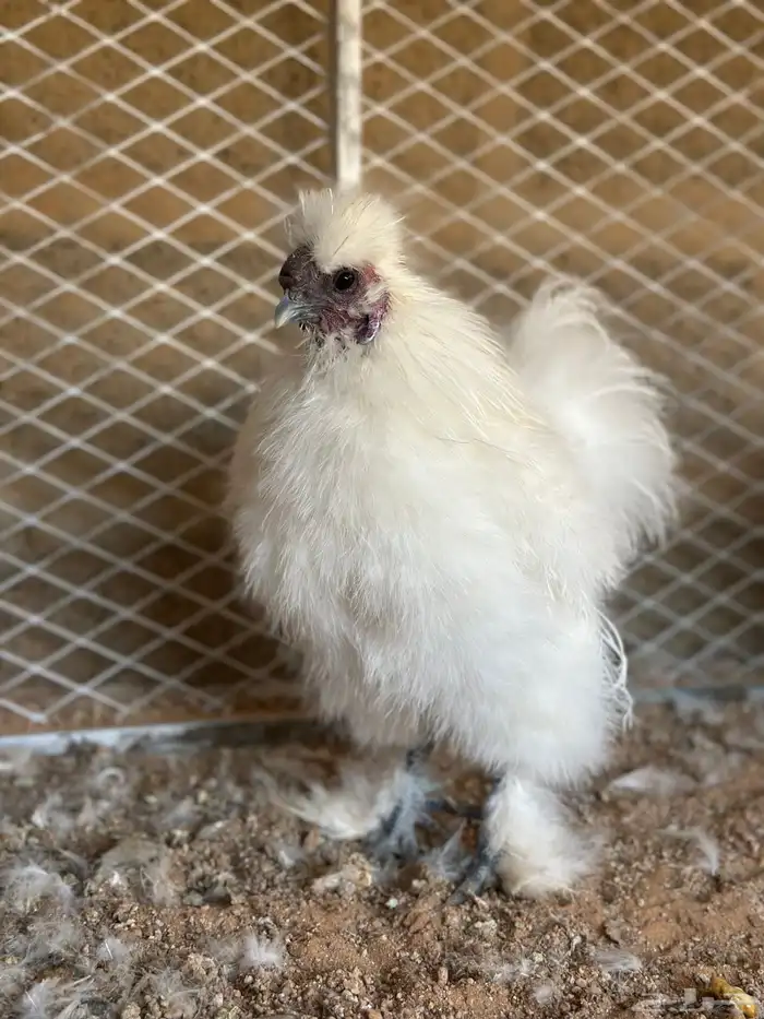 للبيع دجاج قطني امريكي بادي يبيض 6