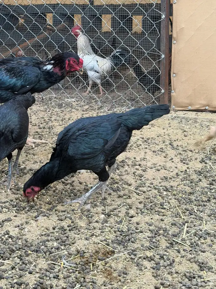 دجاج باكستاني سندي بيور 5