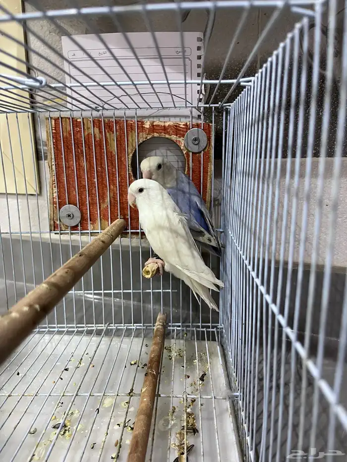 زوج روز سبق لهم الانتاج 2